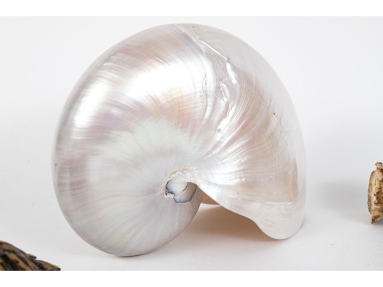 Eclectic Decorative Collection Of 12 Shell, Horn And Stone Items