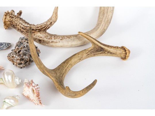 Eclectic Decorative Collection Of 12 Shell, Horn And Stone Items