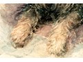 Alfred M. Turner (British, 1852-1932) Watercolor Painting Of A Terrier, 1886