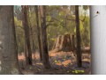 William A. Drake (1891-1979), Oil Artist Panel - Forest Landscape - Unframed