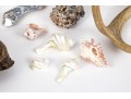 Eclectic Decorative Collection Of 12 Shell, Horn And Stone Items