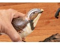 Collection Of 5 Assorted Makers, Hand Carved And Painted Bird Models 