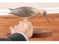 Collection Of 5 Assorted Makers, Hand Carved And Painted Bird Models 