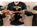 Collection Of 5 Assorted Makers, Hand Carved And Painted Bird Models 