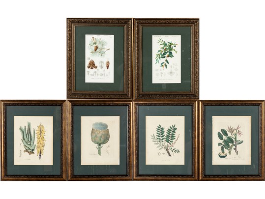Lot Of Educational Botanical Framed Prints