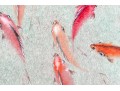 Chinese Watercolor Diptych On Paper, Fish Swimming