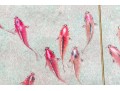 Chinese Watercolor Diptych On Paper, Fish Swimming