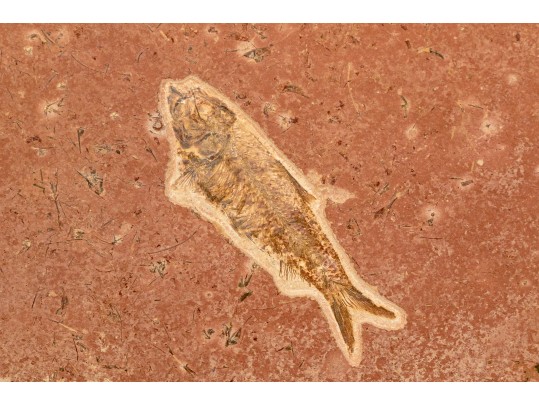 Extraordinary Fossil On An Iron And Marble Stand