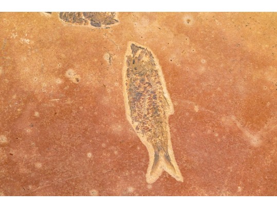 Extraordinary Fossil On An Iron And Marble Stand