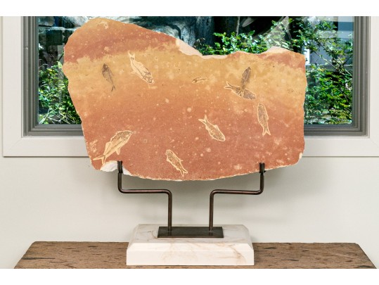 Extraordinary Fossil On An Iron And Marble Stand