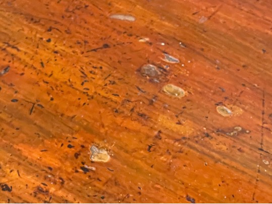 Asian Hand Painted And Carved Wooden Storage Chest