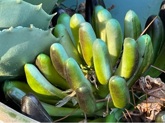 Lovely Pair Of Outdoor Garden Planters