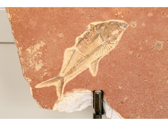 Extraordinary Fossil On An Iron And Marble Stand