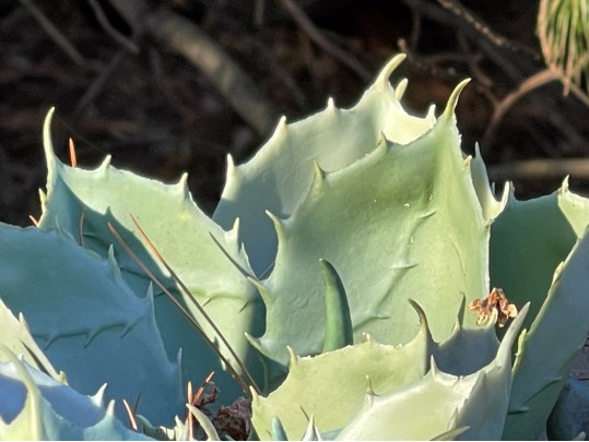 Lovely Pair Of Outdoor Garden Planters