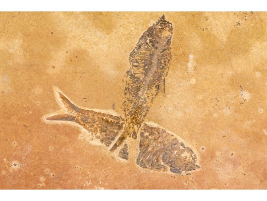 Extraordinary Fossil On An Iron And Marble Stand