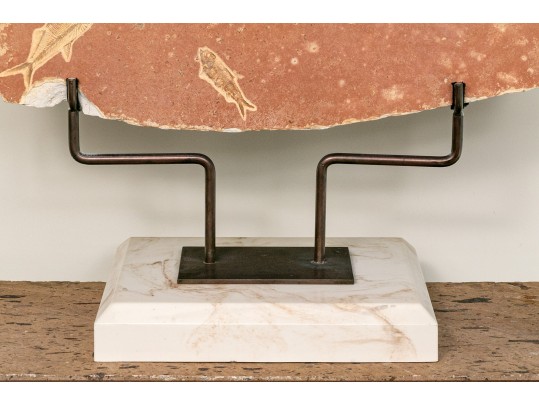 Extraordinary Fossil On An Iron And Marble Stand