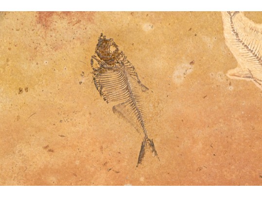 Extraordinary Fossil On An Iron And Marble Stand