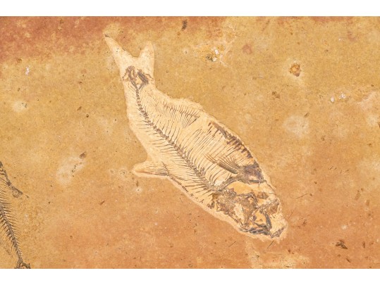 Extraordinary Fossil On An Iron And Marble Stand