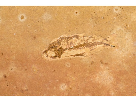 Extraordinary Fossil On An Iron And Marble Stand