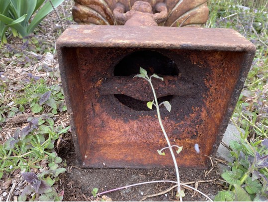 Vintage Cast Iron Bird Bath