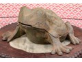 Vintage Vase Iron Garden Frog