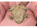 Vintage Vase Iron Garden Frog