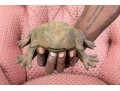 Vintage Vase Iron Garden Frog