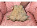 Vintage Vase Iron Garden Frog
