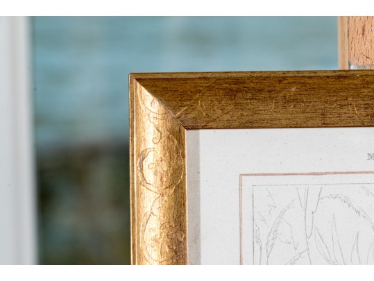 Collection Of Antique Prints