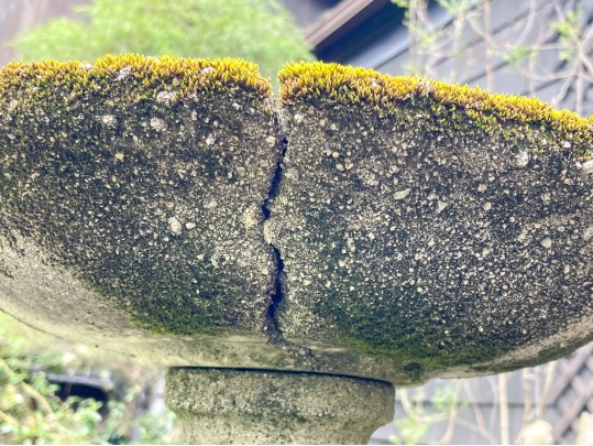 Cast Cement Bird Bath