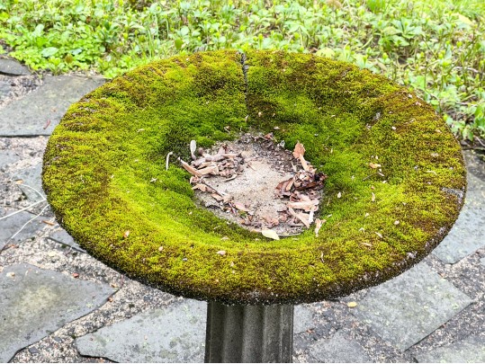Cast Cement Bird Bath