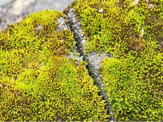 Cast Cement Bird Bath