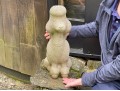 Cast Concrete Poodle Sculpture