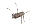 Valve Cover & Rebar Cricket Salvage Art