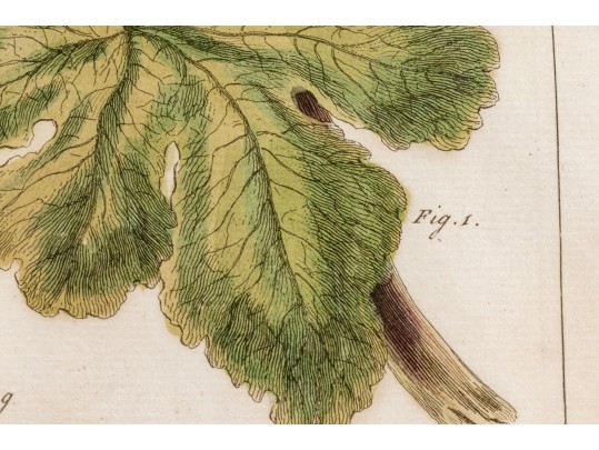 Elegant Collection Of Three Antique Botanical Prints, All Nicely Framed