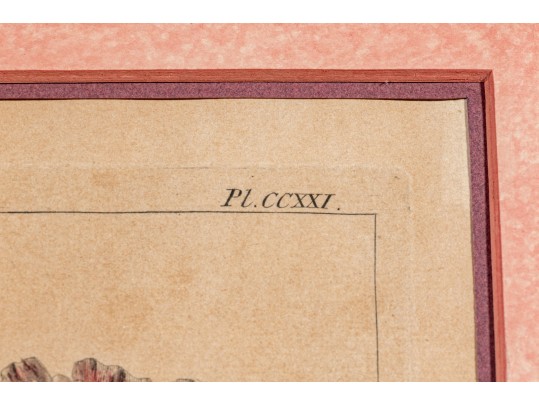 Elegant Collection Of Three Antique Botanical Prints, All Nicely Framed