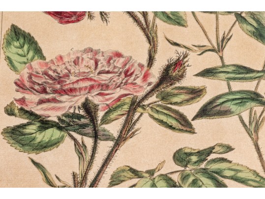 Elegant Collection Of Three Antique Botanical Prints, All Nicely Framed