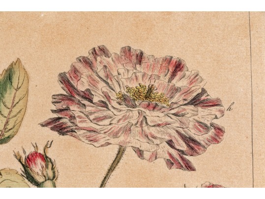 Elegant Collection Of Three Antique Botanical Prints, All Nicely Framed