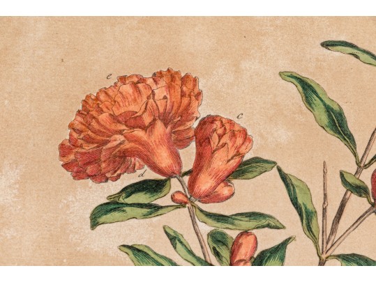 Elegant Collection Of Three Antique Botanical Prints, All Nicely Framed