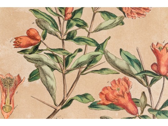 Elegant Collection Of Three Antique Botanical Prints, All Nicely Framed