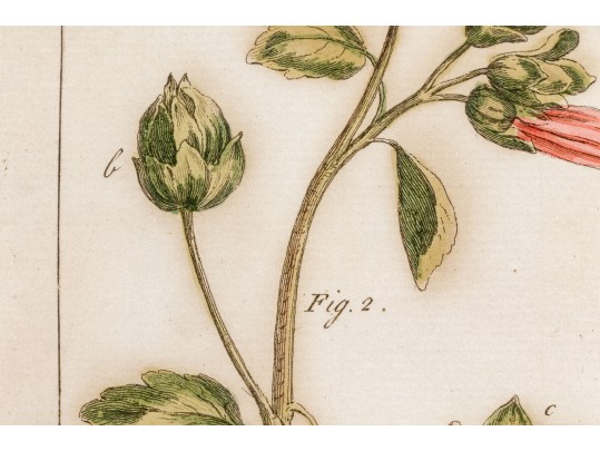 Elegant Collection Of Three Antique Botanical Prints, All Nicely Framed