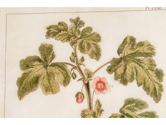 Elegant Collection Of Three Antique Botanical Prints, All Nicely Framed