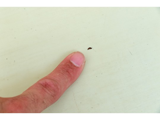 Century Furniture Chinoiserie Faux Bamboo Writing Desk