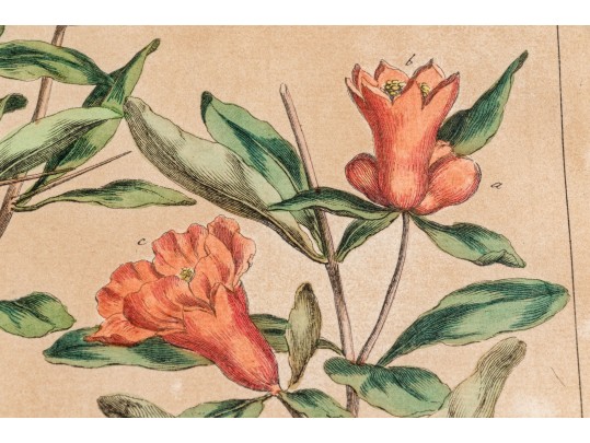 Elegant Collection Of Three Antique Botanical Prints, All Nicely Framed