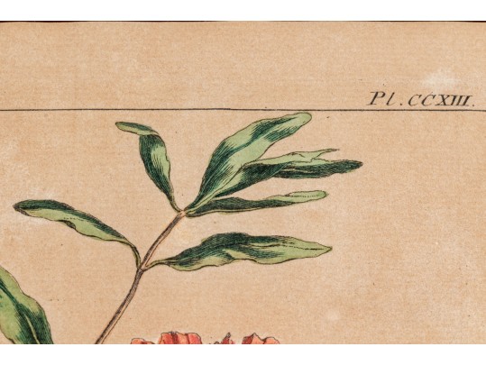 Elegant Collection Of Three Antique Botanical Prints, All Nicely Framed