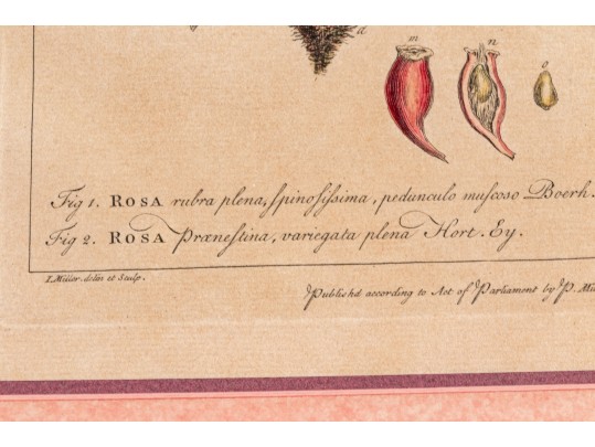 Elegant Collection Of Three Antique Botanical Prints, All Nicely Framed