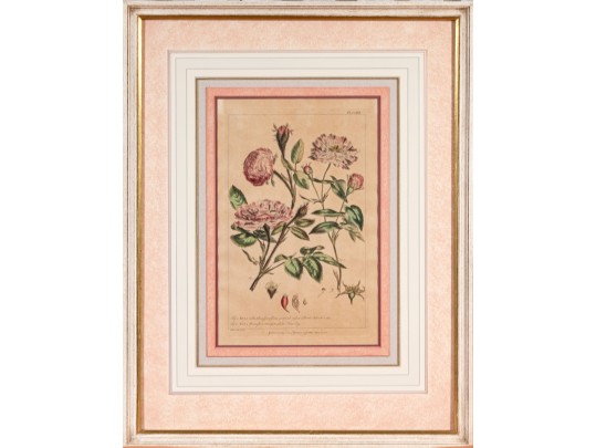 Elegant Collection Of Three Antique Botanical Prints, All Nicely Framed