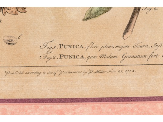 Elegant Collection Of Three Antique Botanical Prints, All Nicely Framed