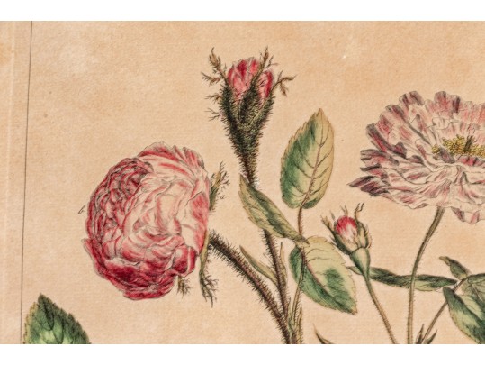 Elegant Collection Of Three Antique Botanical Prints, All Nicely Framed