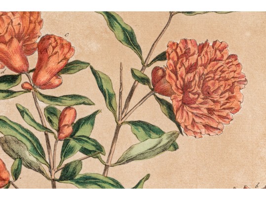 Elegant Collection Of Three Antique Botanical Prints, All Nicely Framed